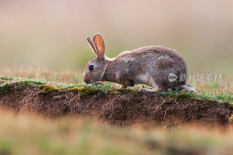 欧洲兔(Oryctolagus cuniculus)